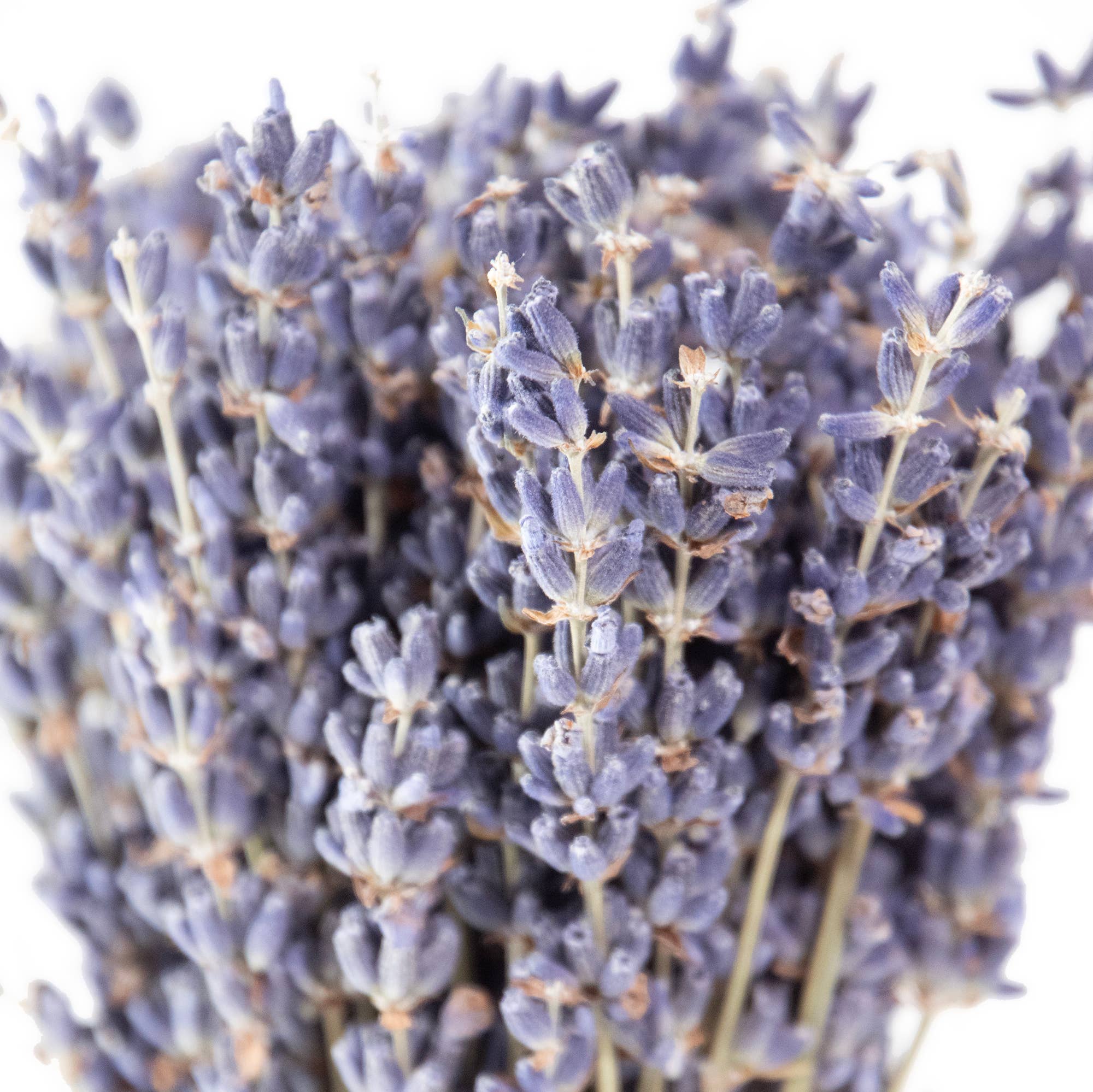 Andaluca- MINI French Lavender Bundle