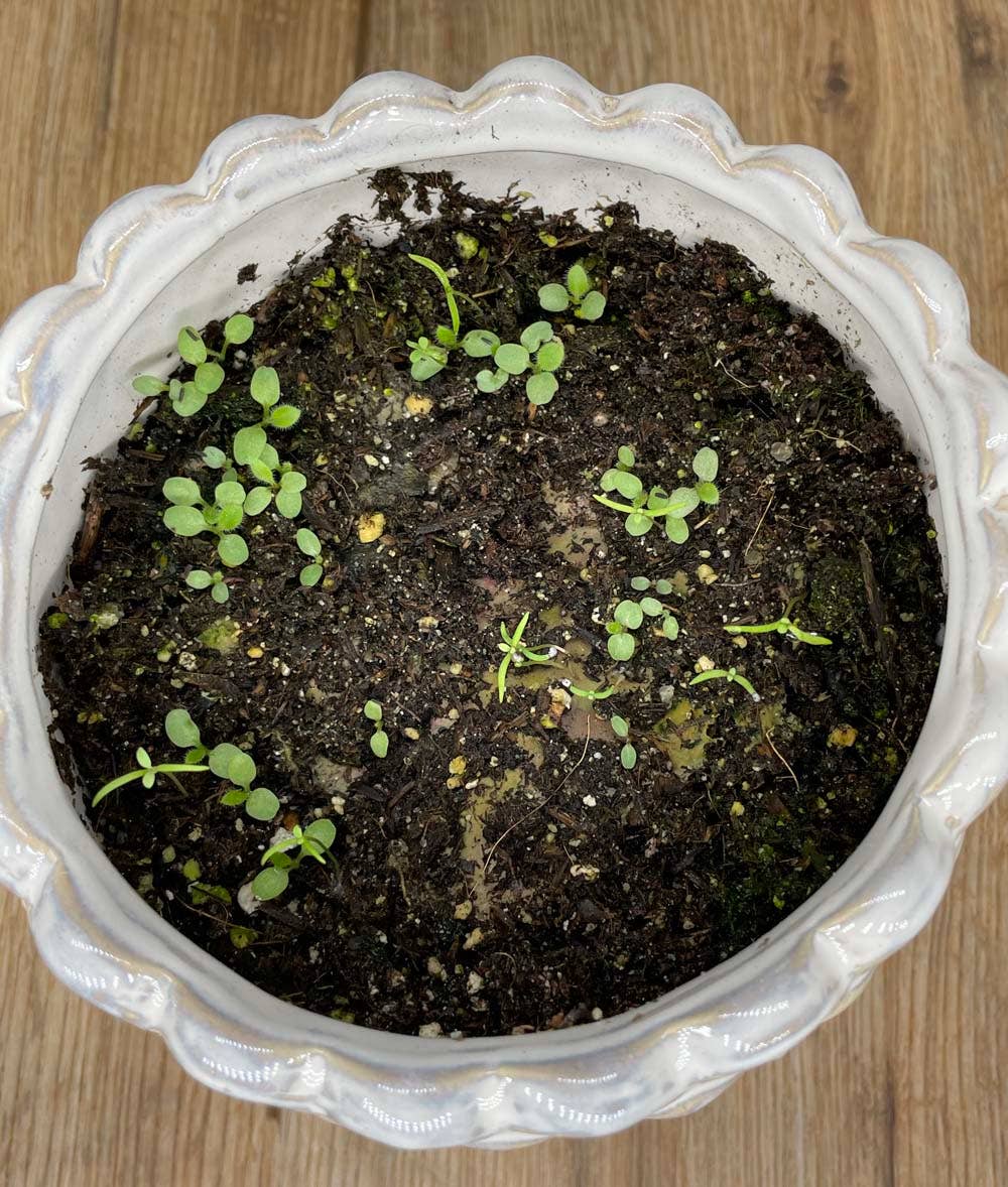 Floral Cameo | Plantable Card | Wildflowers