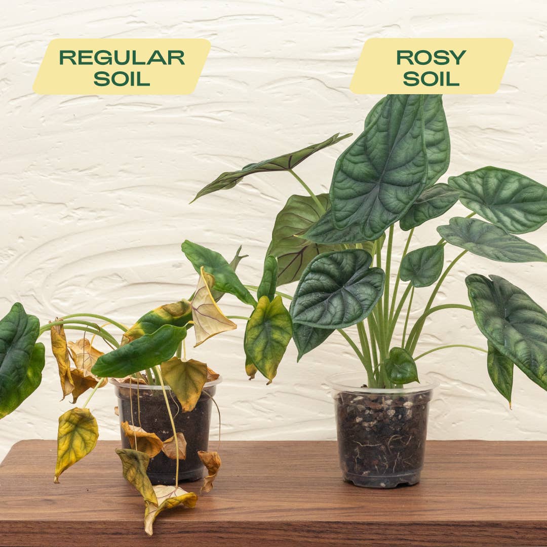 Rosy Soil Aroid Mix