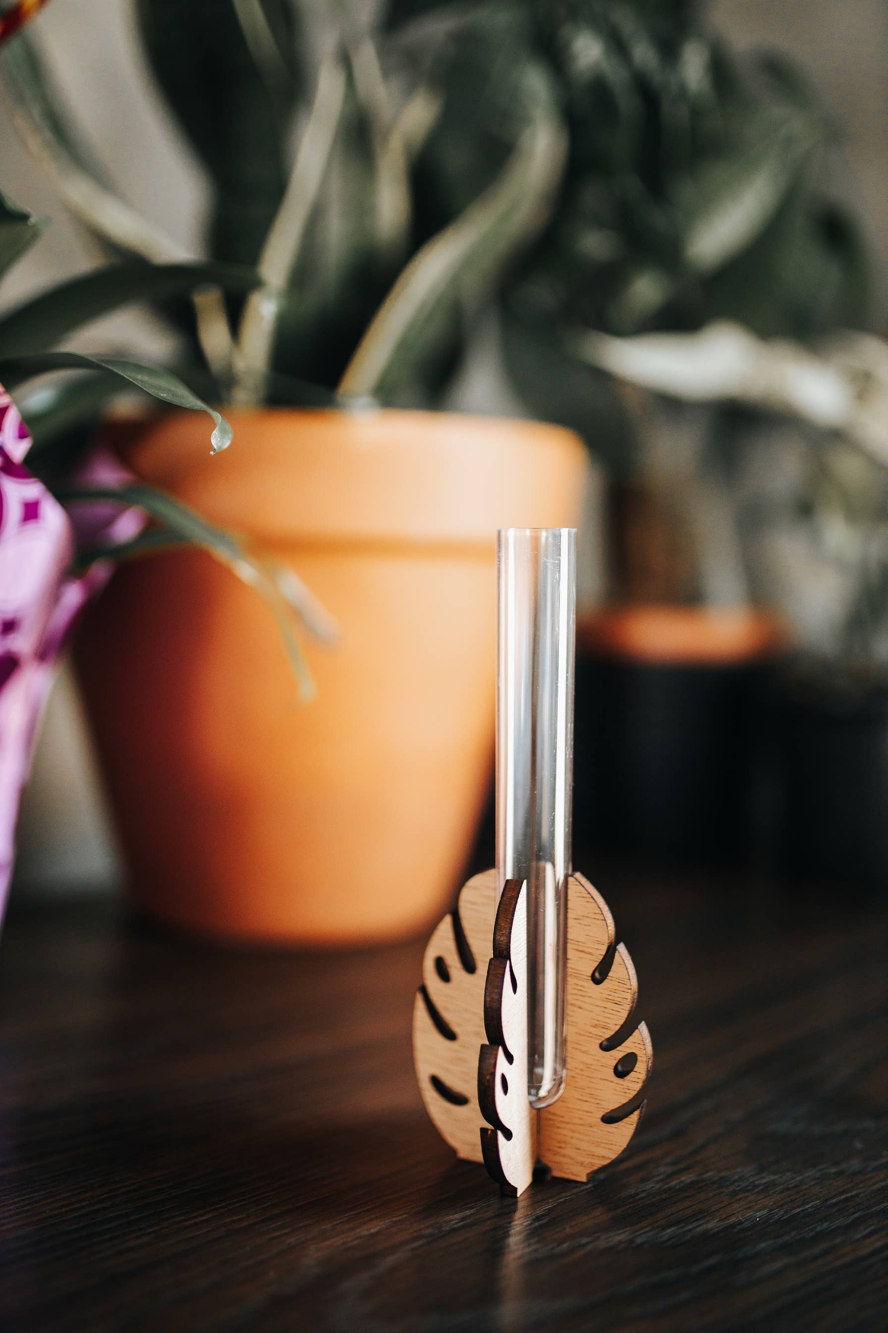 Monstera Tabletop Propagation Station