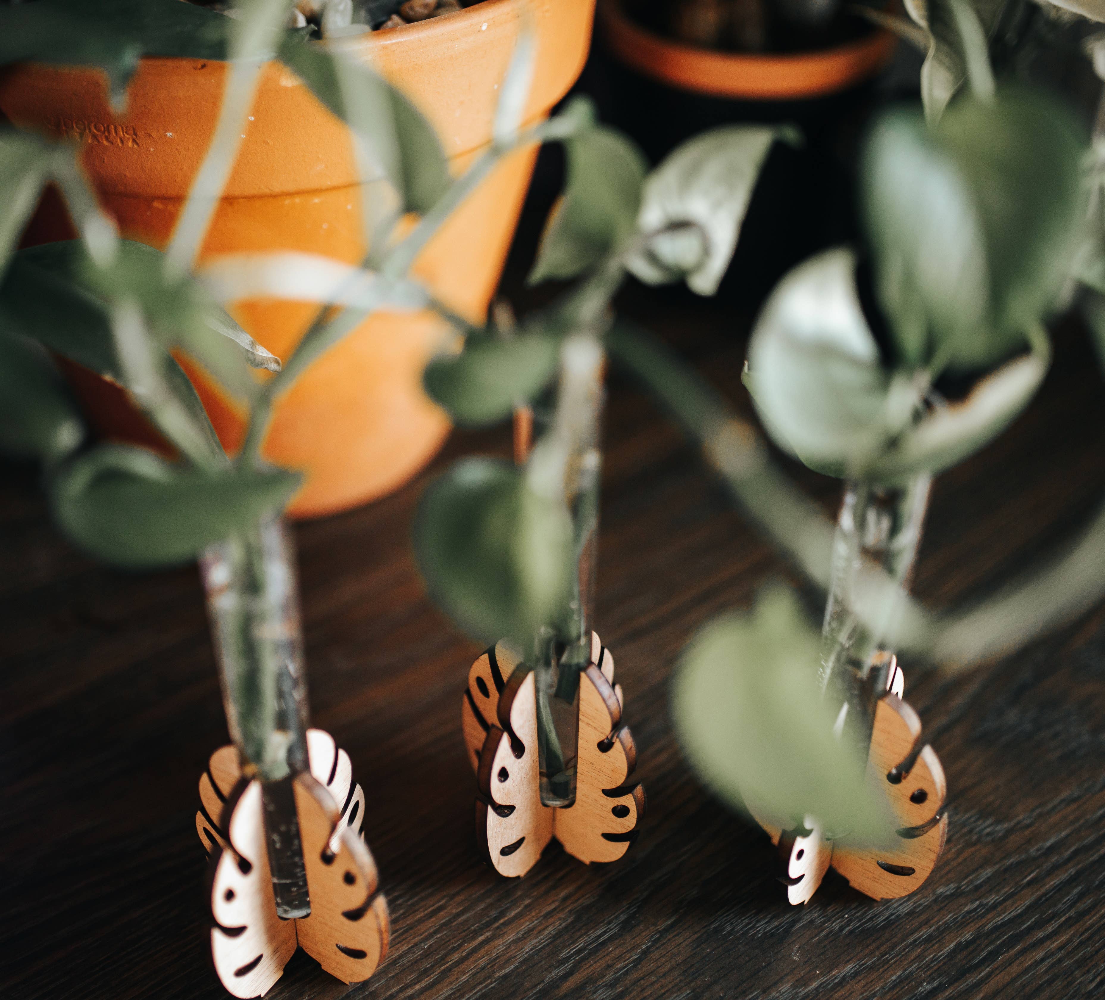 Monstera Tabletop Propagation Station