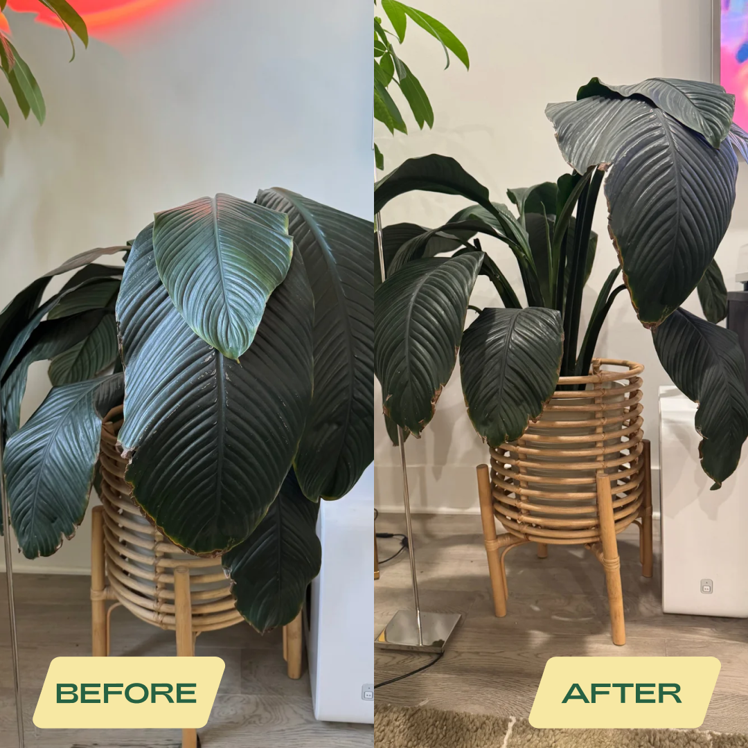 Rosy Soil  Aroid Mix