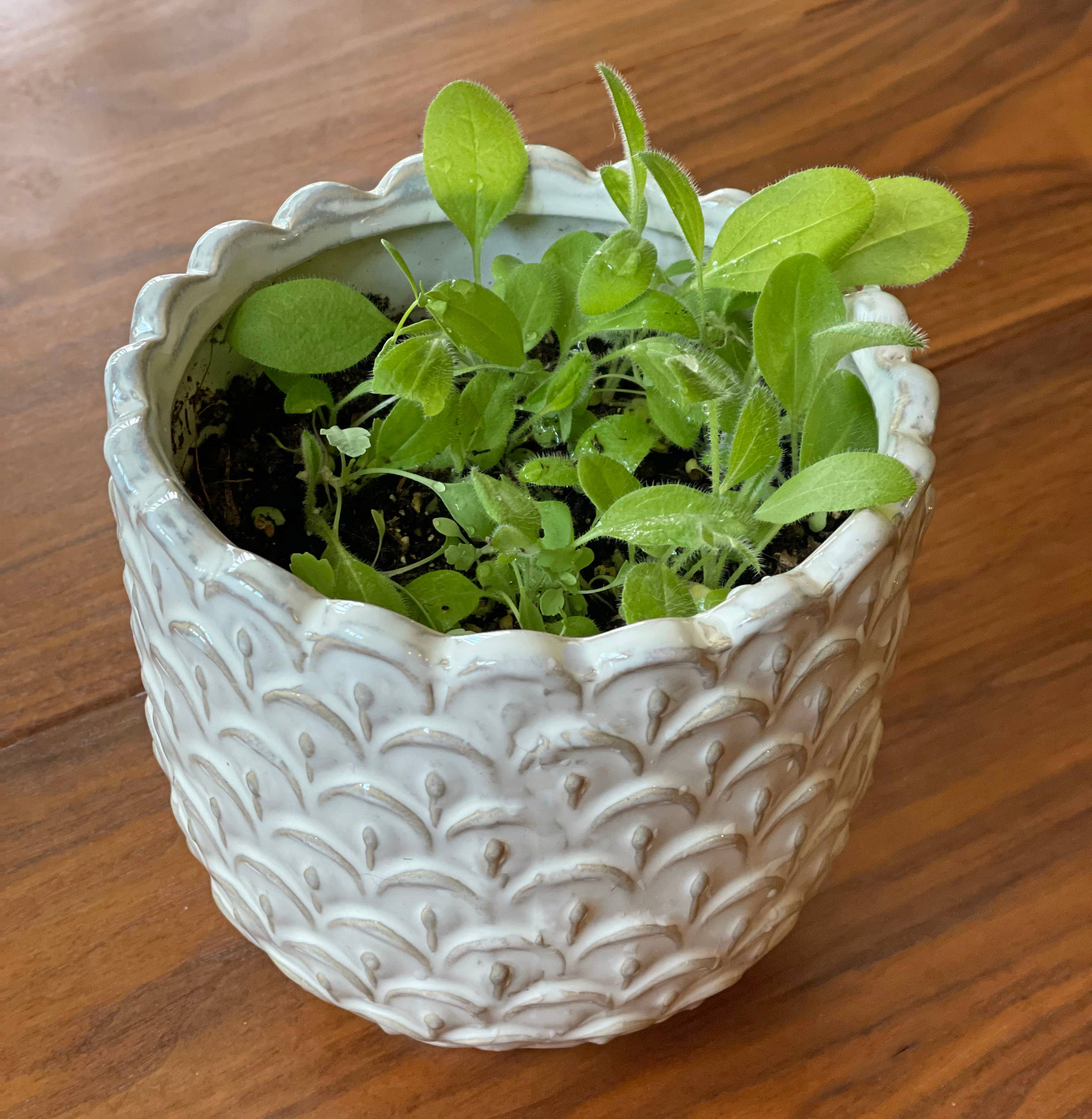 Floral Cameo | Plantable Card | Wildflowers