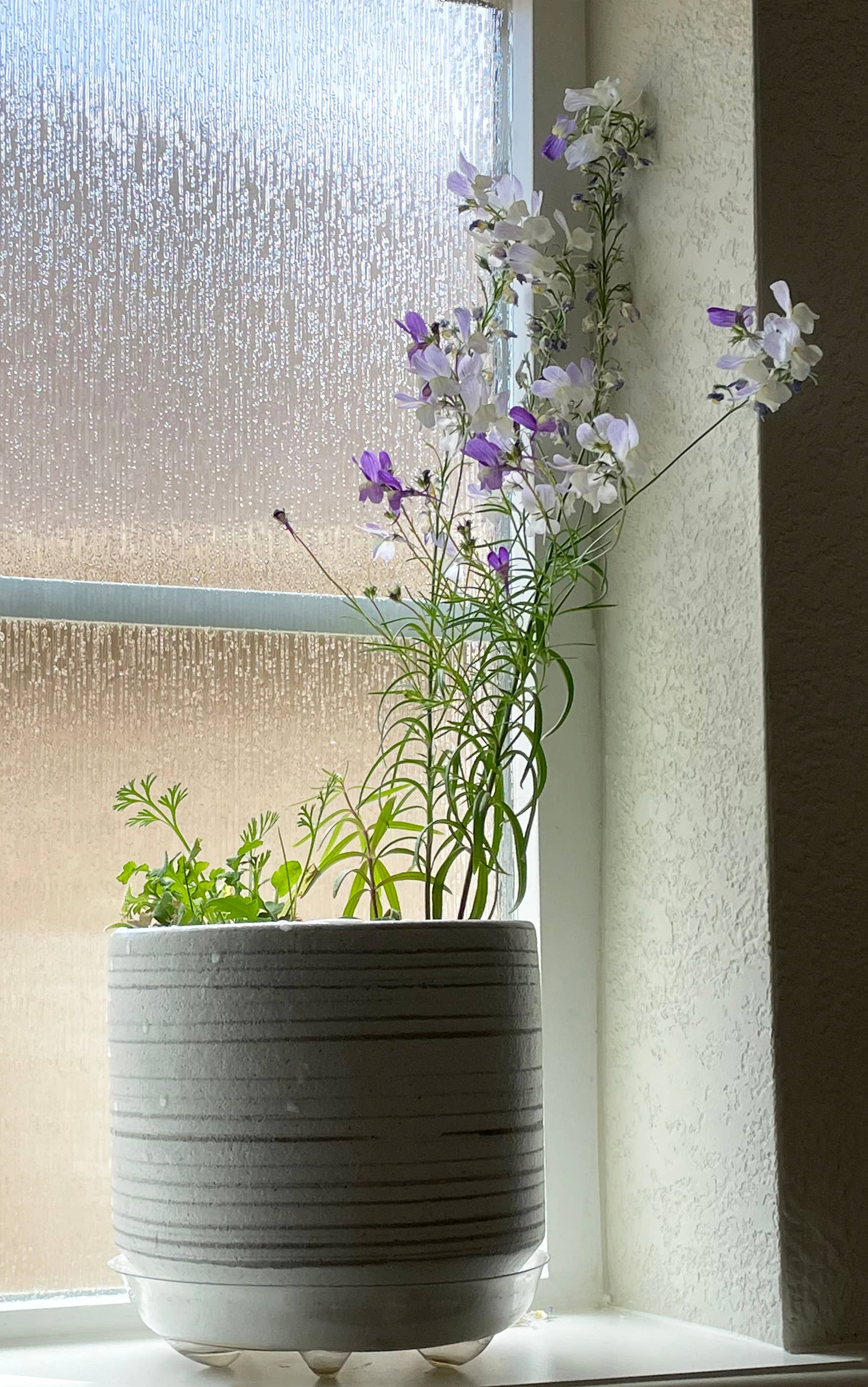 Congratulations | Plantable Card | Wildflower Bunch